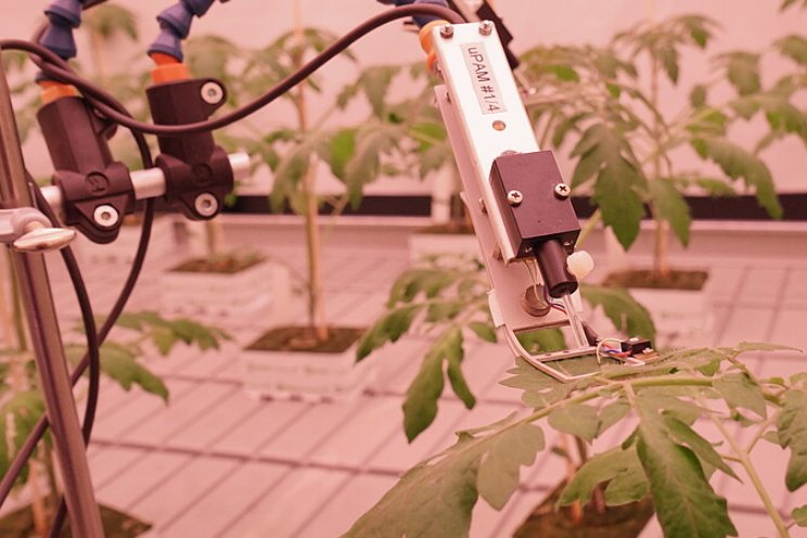 Dynamisch belichten in jonge tomatenplanten