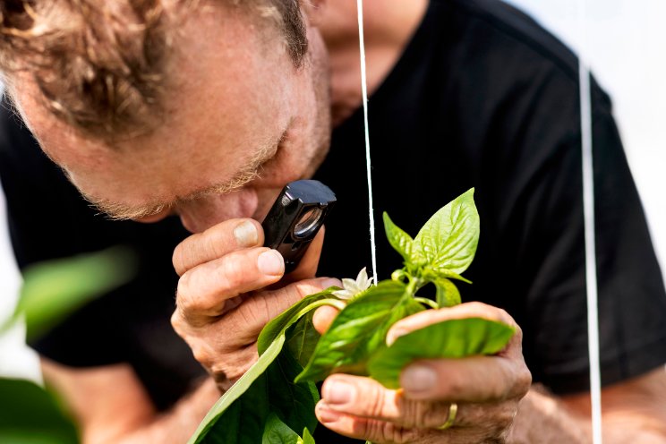 Flinke stap naar 100% groen geteelde groenten