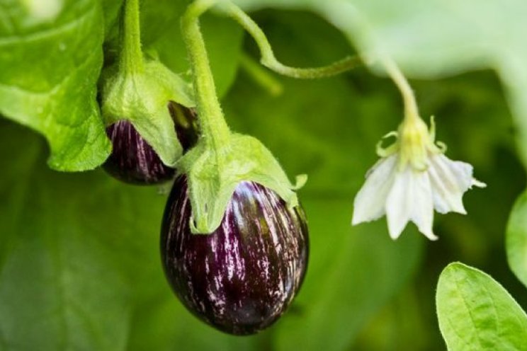 Start aubergineseizoen