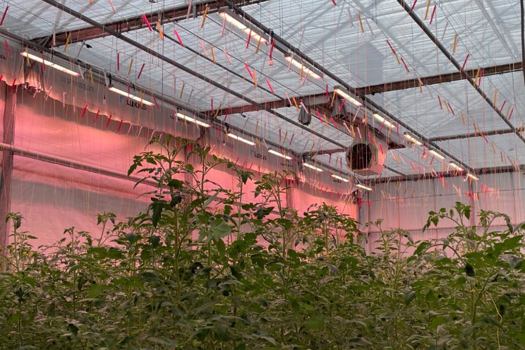 Tomatoworld 's winters open dankzij nieuwe LED's