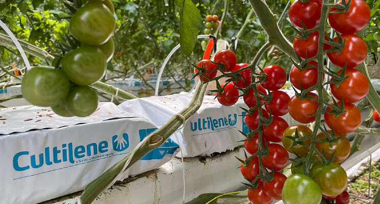 Tomatoworld vindt nieuwe afnemer voor tomaten