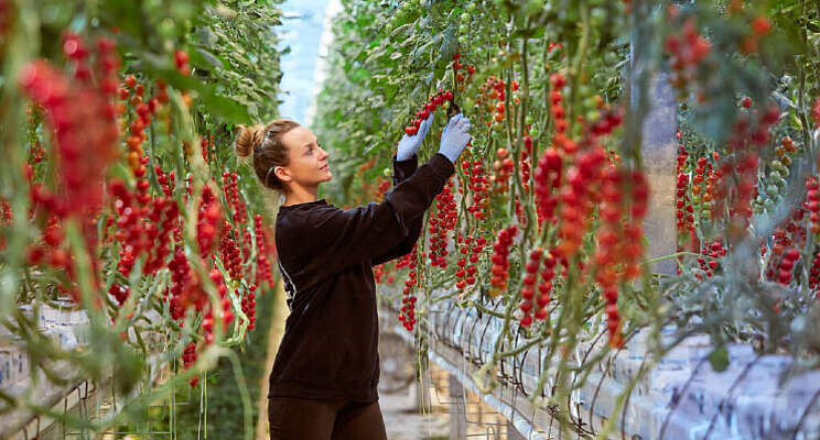 Video: 'Data Driven Growing neemt groot deel tuinbouw over'