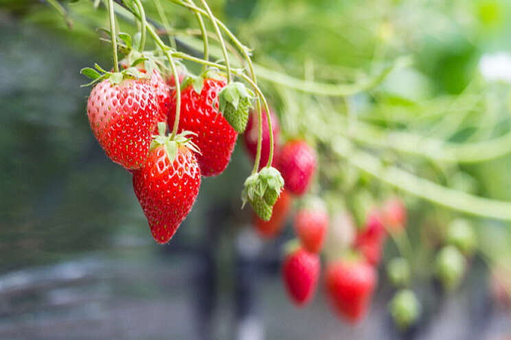 Aardbeiensector weer bijeen op Demodag in Horst