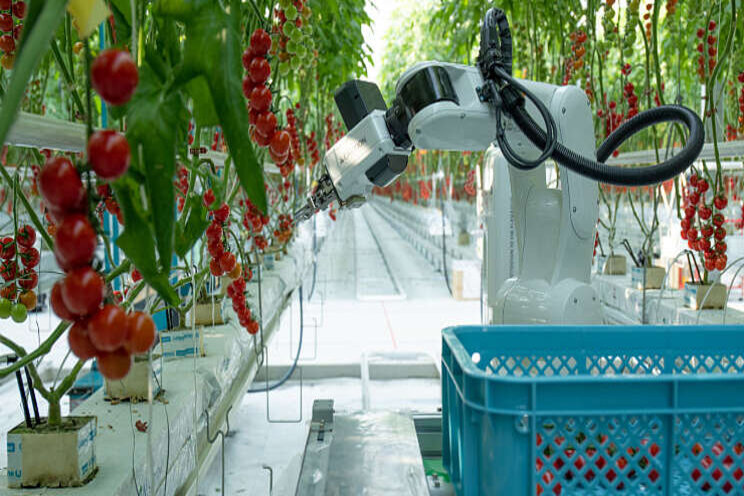 Certhon lanceert tomatenoogstrobot