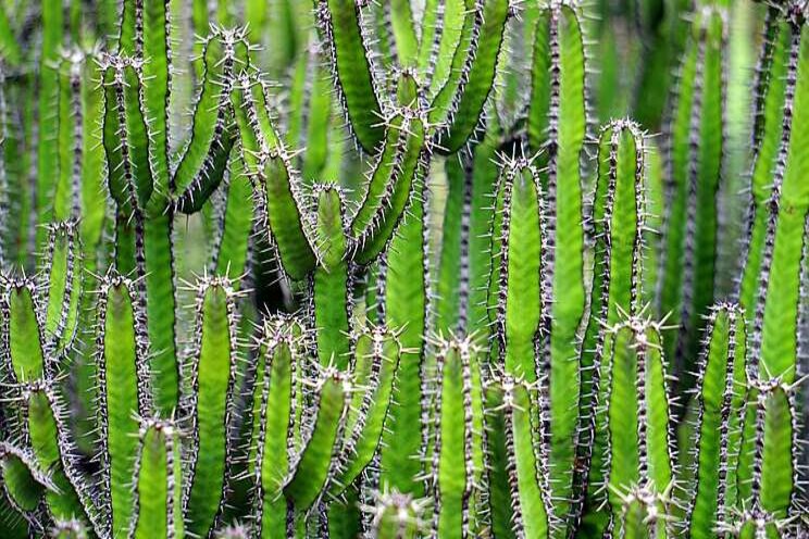 Beschermde dieren en planten in beslag genomen