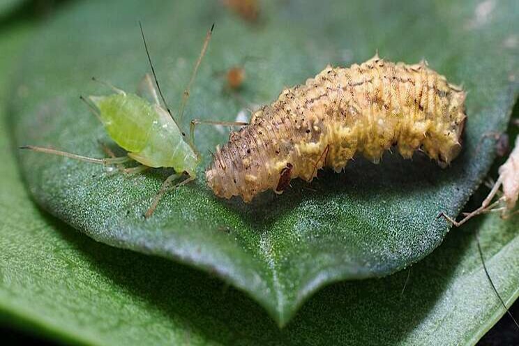 Biobest neemt Beneficial Insectary over