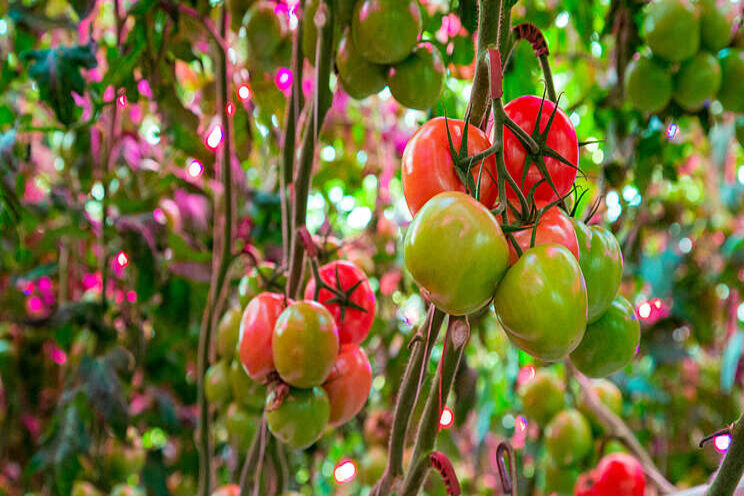 Nieuwe registratie tegen Botrytis in tomaat